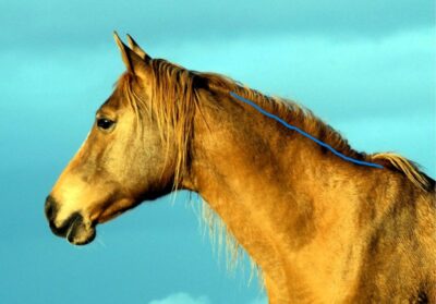 Cresty Neck early laminitis