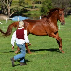Equi Horse Mineral Mix by Balanced Equine - Carol Layton