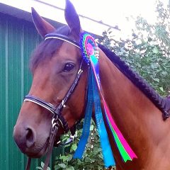 LightRider Bitless Dressage Bridle