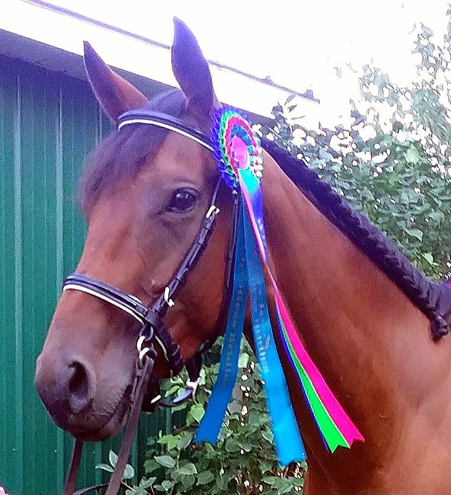 LightRider Bitless Dressage Bridle