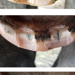 Beeswax BLUE Balls®? - Seedy Toe By Bare Equine
