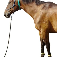 Gone Insect Horse Collar