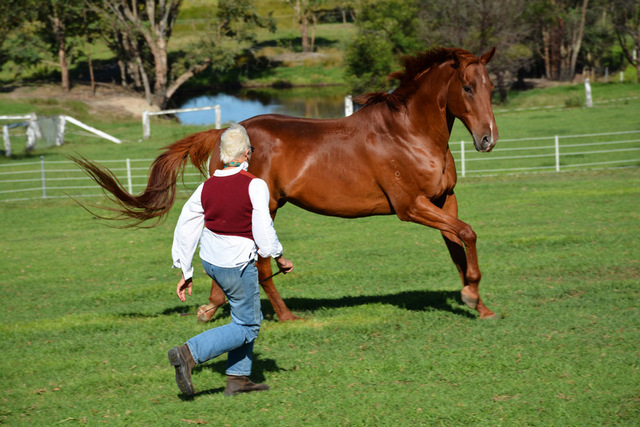 Equi Horse +SE Mineral Mix by Balanced Equine - Carol Layton