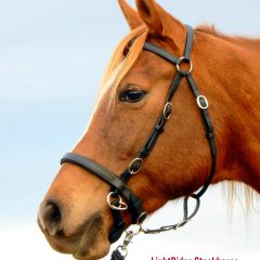 LightRider Stockhorse Bitless Bridle