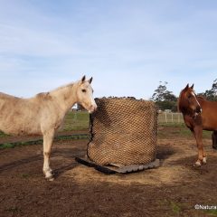 Deluxe Knotless Round Bale Slowfeed Hay Net 3cm, 4cm or 6cm hole sizes