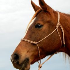 Horsemanship Rope Halter (Lead Rope not included)