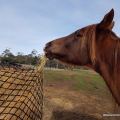 Deluxe Knotless Round Bale Slowfeed Hay Net 3cm, 4cm or 6cm hole sizes