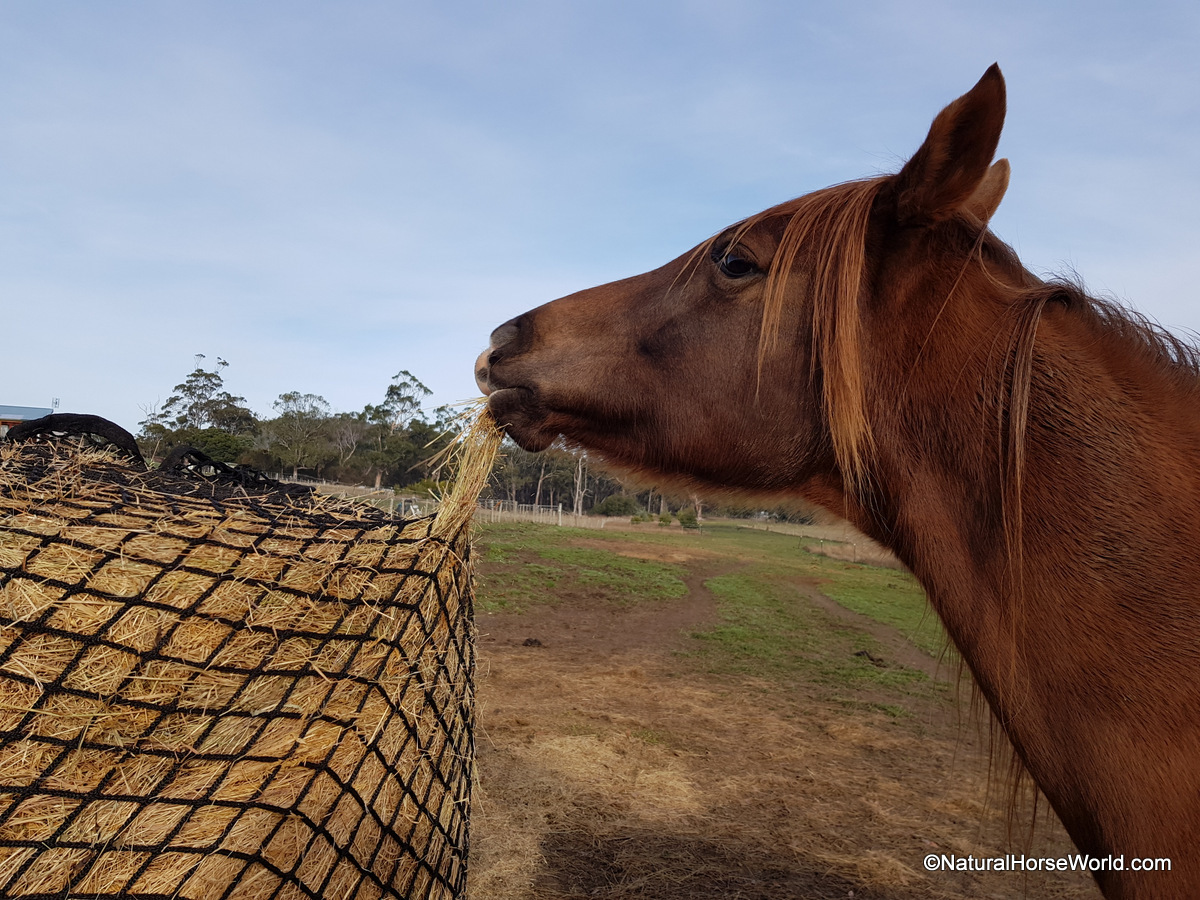 Deluxe Knotless Round Bale Gutzbusta Hay Net - Natural Horse World Deluxe Knotless Round Bale Slowfeed Hay Net 3cm, 4cm or 6cm hole sizes