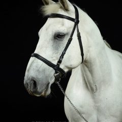 LightRider English Euro Bitless Bridle