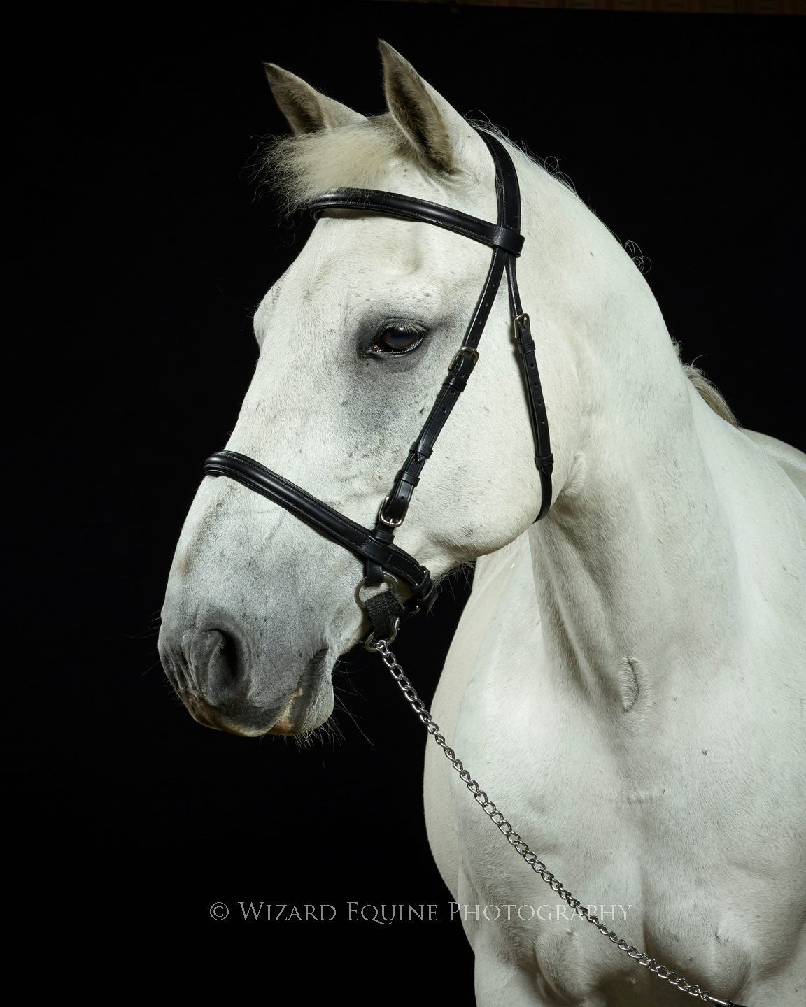 LightRider English Euro Bitless Bridle