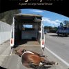 Equine Emergency Rescue by Mary Anne Leighton & Michelle Staples
