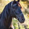 LightRider Bitless Dressage Bridle