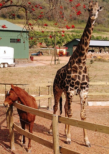 Ros&Giraffe