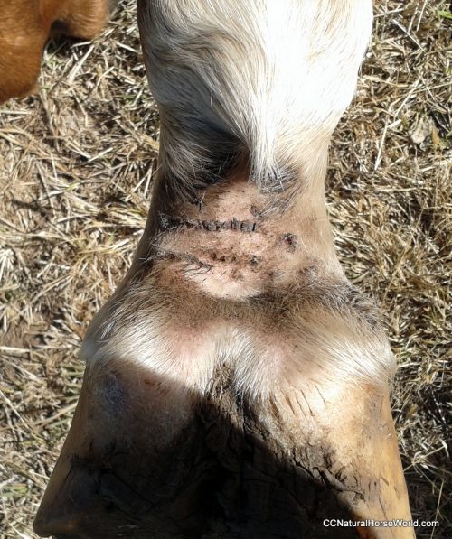 Mud Fever Greasy Heel