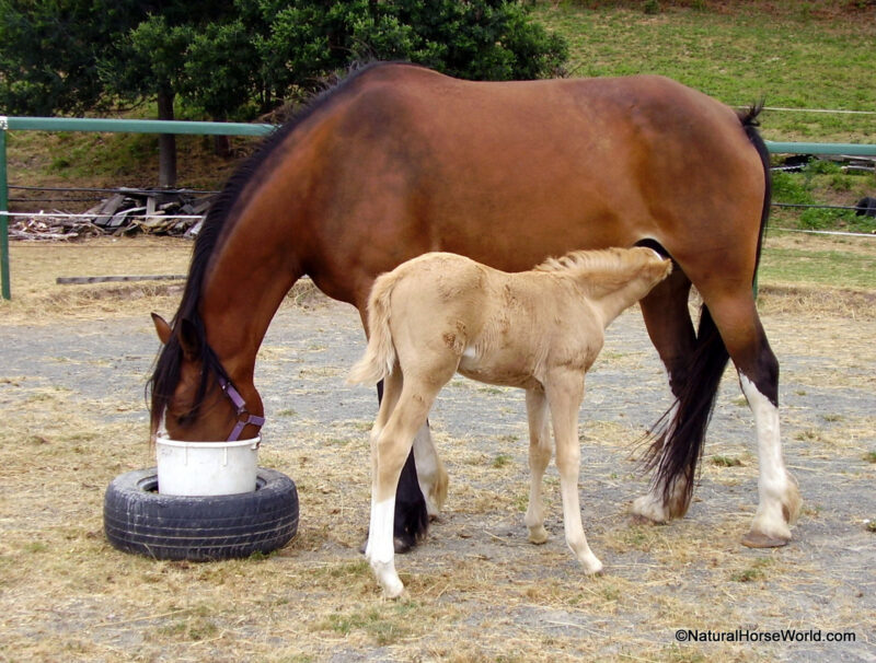 Orphan Foals
