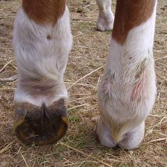 Greasy Heel or Mud fever swelling