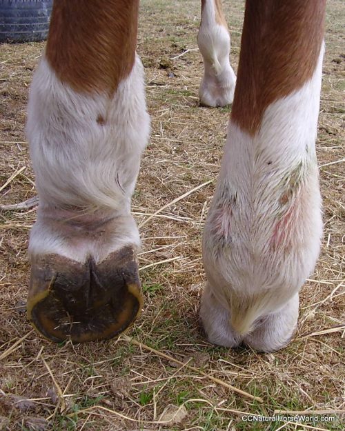 Greasy Heel or Mud fever swelling