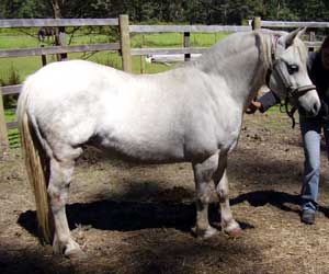 A breeders neglect results in laminitis.