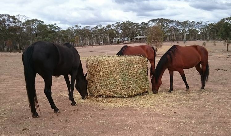 Oaten hay is best fed from 6cm round bale hay nets.