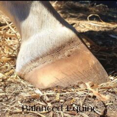 HoofXtra Foot.