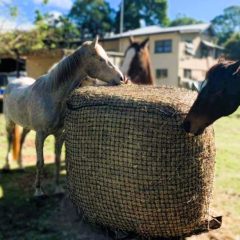 Round Bale Hay Net 3cm 5x4 Horses Eating