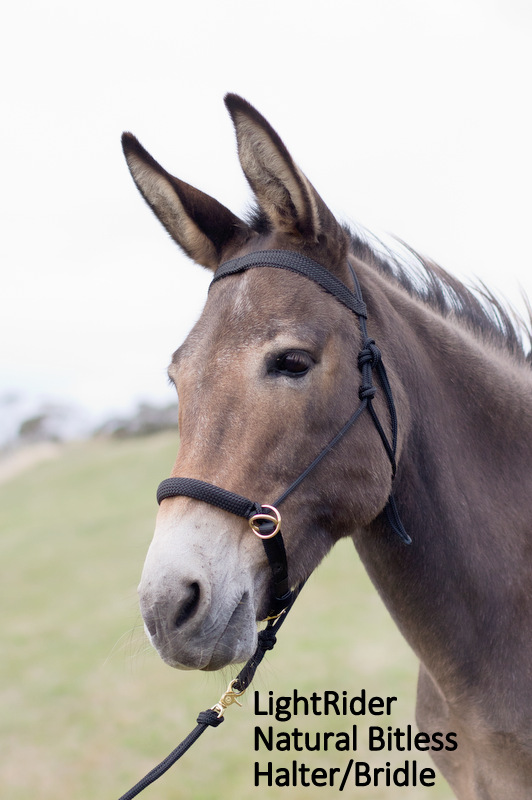 LightRider Natural bridle on Sassy the mule