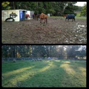 LaurelG Equicentral Paddock before and after