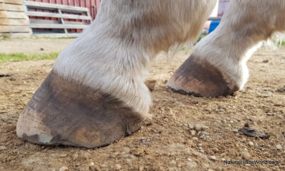Untidy self-trimming hooves