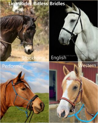 LightRider Bitless Bridle Collage of Styles