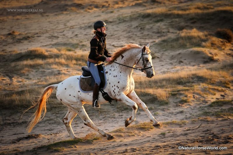 LightRider Bitless Bridle cover photo Sarah Joosten.