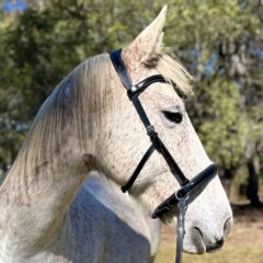 Amalia Bitless Bridle