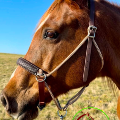 LightRider Knot-free Bitless Riding Halter