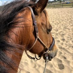 LightRider Knotless Riding Halter