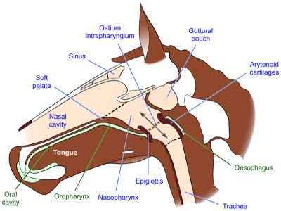 Diagram-of-the-relationship-of-the-soft-palate-and-the-larynx-of-the-horse-while breathing