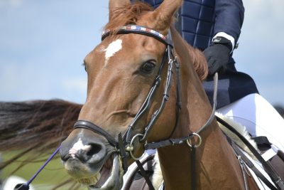 horse competing, showing bit pain