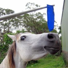 Telescopic Training Slick Stick  Extendable with foam handle