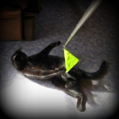 Telescopic Training Slick Stick  Extendable with foam handle