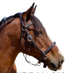 LightRider Bitless Noseband